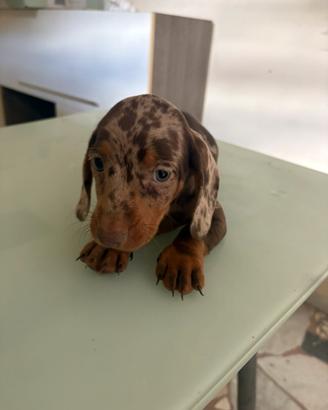 Bassotto choco merle