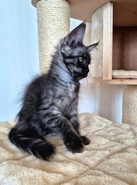 Maine coon taglia grande