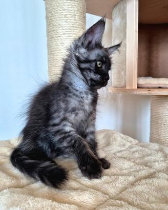 Maine coon taglia grande