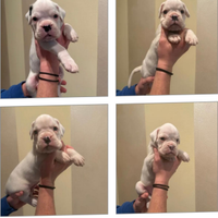Cuccioli di Boxer Bianchi con Pedigree ENCI