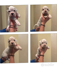 Cuccioli di Boxer Bianchi con Pedigree ENCI