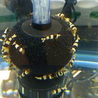 CARIDINE PBL CRYSTAL BLACK