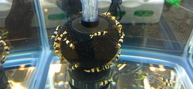 CARIDINE PBL CRYSTAL BLACK