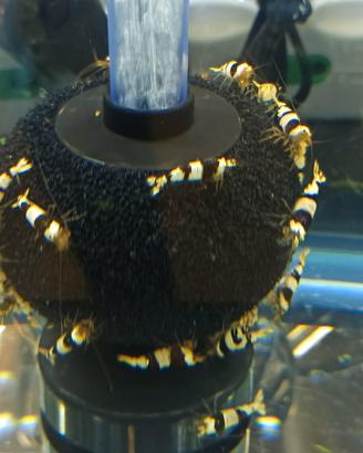 CARIDINE PBL CRYSTAL BLACK