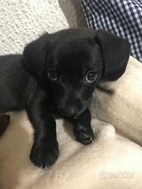 Cane di piccola taglia