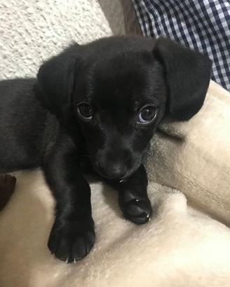 Cane di piccola taglia