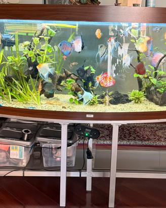 Acquario completo di tutto