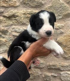 Border collie
