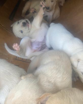 Labrador