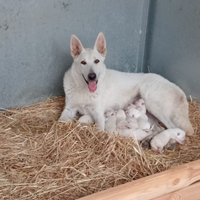 Cuccioli pastore svizzero