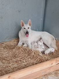 Cuccioli pastore svizzero