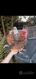 Sebright. Galline ornamentali
