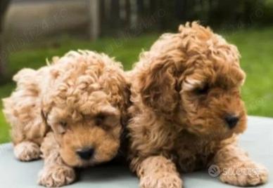 Maltipoo