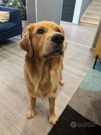 Golden Retriever disponibile per Monta