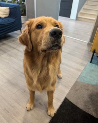 Golden Retriever disponibile per Monta