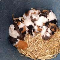 Porcellini d'india (cavie peruviane)