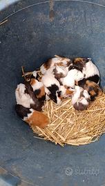 Porcellini d'india (cavie peruviane)