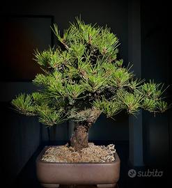 Bonsai pino nero thumbergii