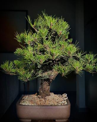 Bonsai pino nero thumbergii