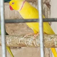 Parrocchetti dal collare