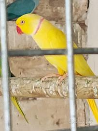 Parrocchetti dal collare