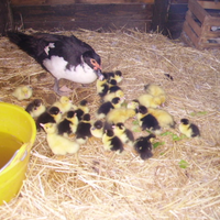 Pulcini di anatre mute