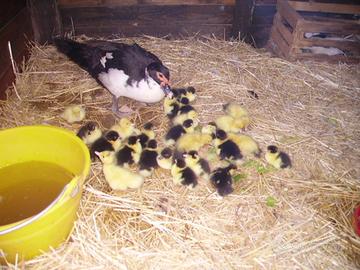 Pulcini di anatre mute