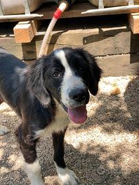 Aiuta un cane in difficoltà