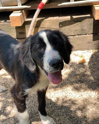 Aiuta un cane in difficoltà
