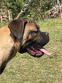 Cucciolone di cane corso