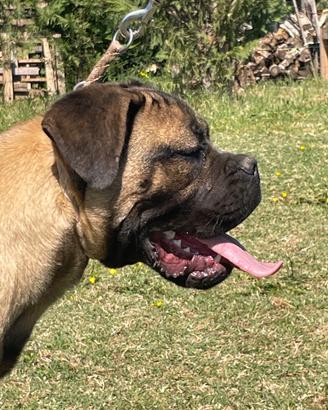 Cucciolone di cane corso