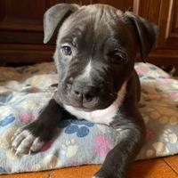 Cuccioli disponibili