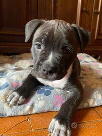 Cuccioli disponibili