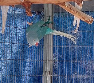 Parrocchetto dal collare cleartail opalino