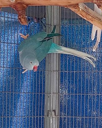 Parrocchetto dal collare cleartail opalino