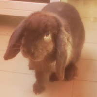 Coniglia nano ariete