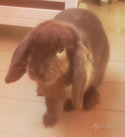 Coniglia nano ariete