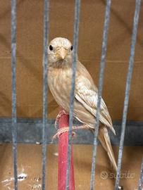 Ciuffolotti messicani