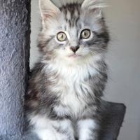 Maine Coon