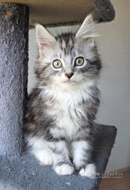 Maine Coon