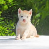 Cucciolo di Siberian Husky occhi azzurri