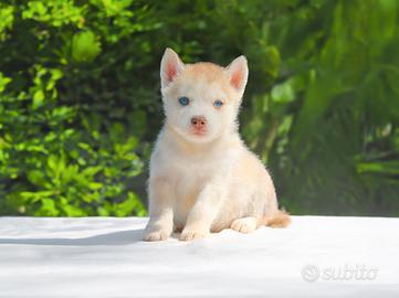 Cucciolo di Siberian Husky occhi azzurri