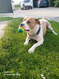 American staffordshire terrier
