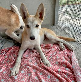 Adozione Cucciolo 5 mesi taglia media contenuta