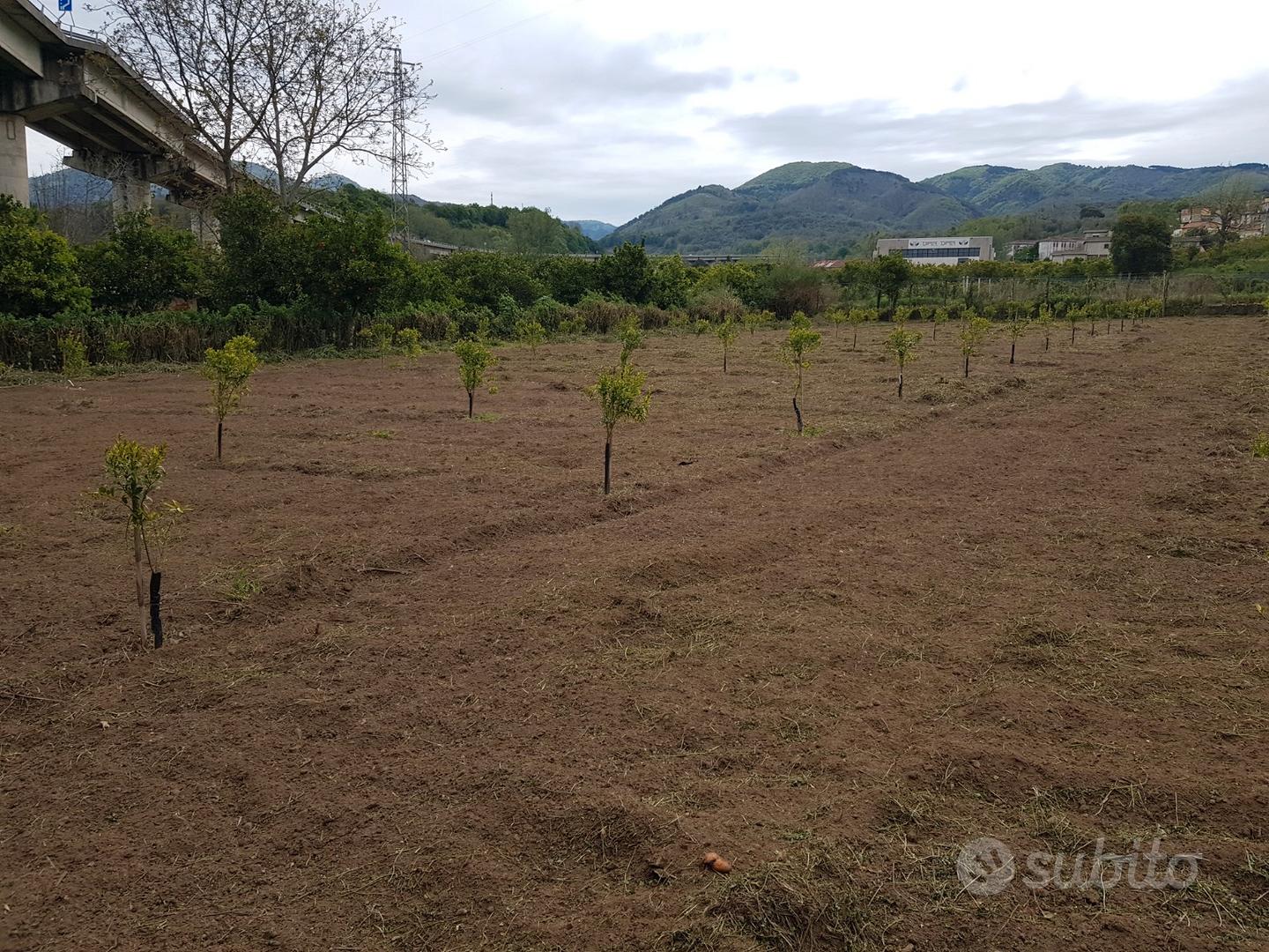 Antico frantoio con terreno e piante giovani - Vista 2