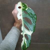 Monstera Adansonii Variegata