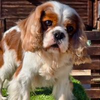 Cavalier King Charles per accoppiamento