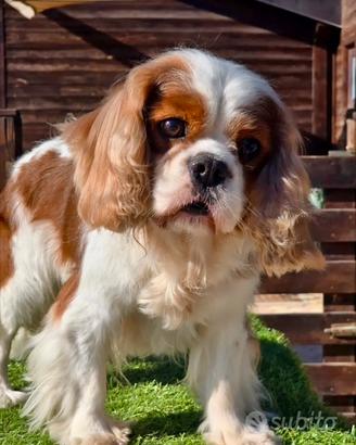 Cavalier King Charles per accoppiamento