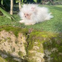 Spitz Pomerania linea Russa femmina