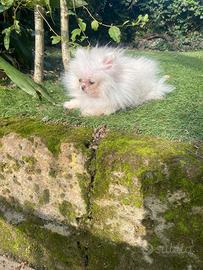 Spitz Pomerania linea Russa femmina